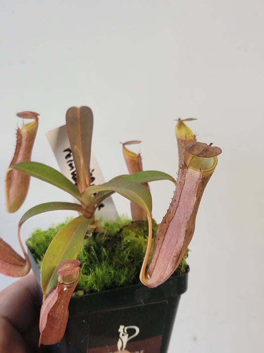 Nepenthes ramispina x reinwardtiana BE