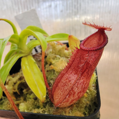 Nepenthes ventricosa x hamata BE