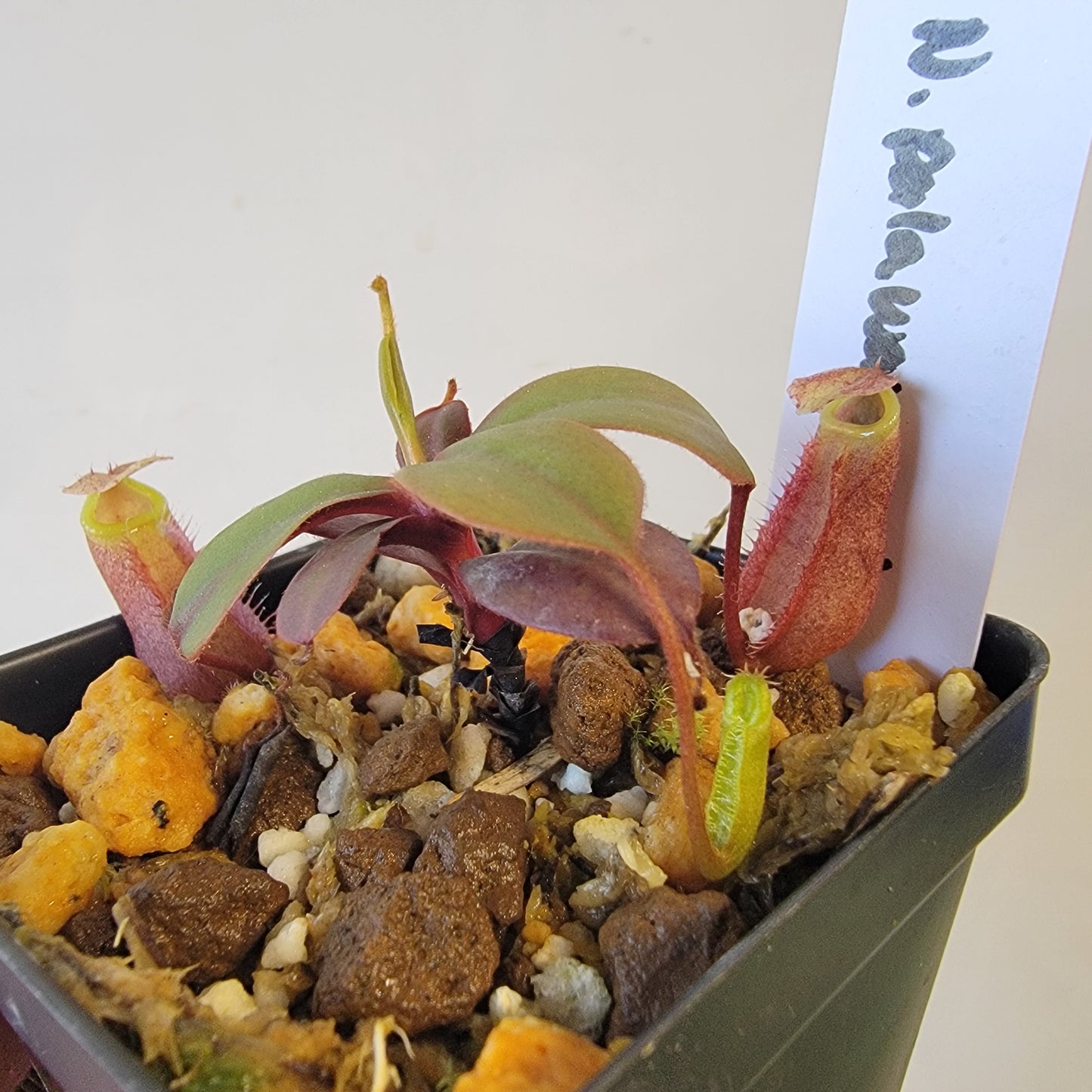 Nepenthes palawanensis BCP