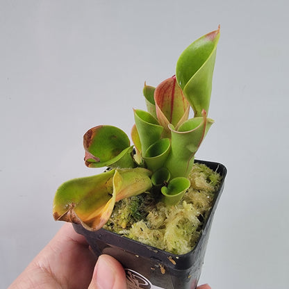 Heliamphora heterodoxa x minor