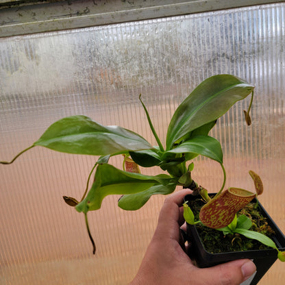 Nepenthes "St. Gaya"