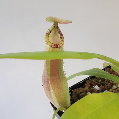 Nepenthes spectabilis x mirabilis var. globosa BE