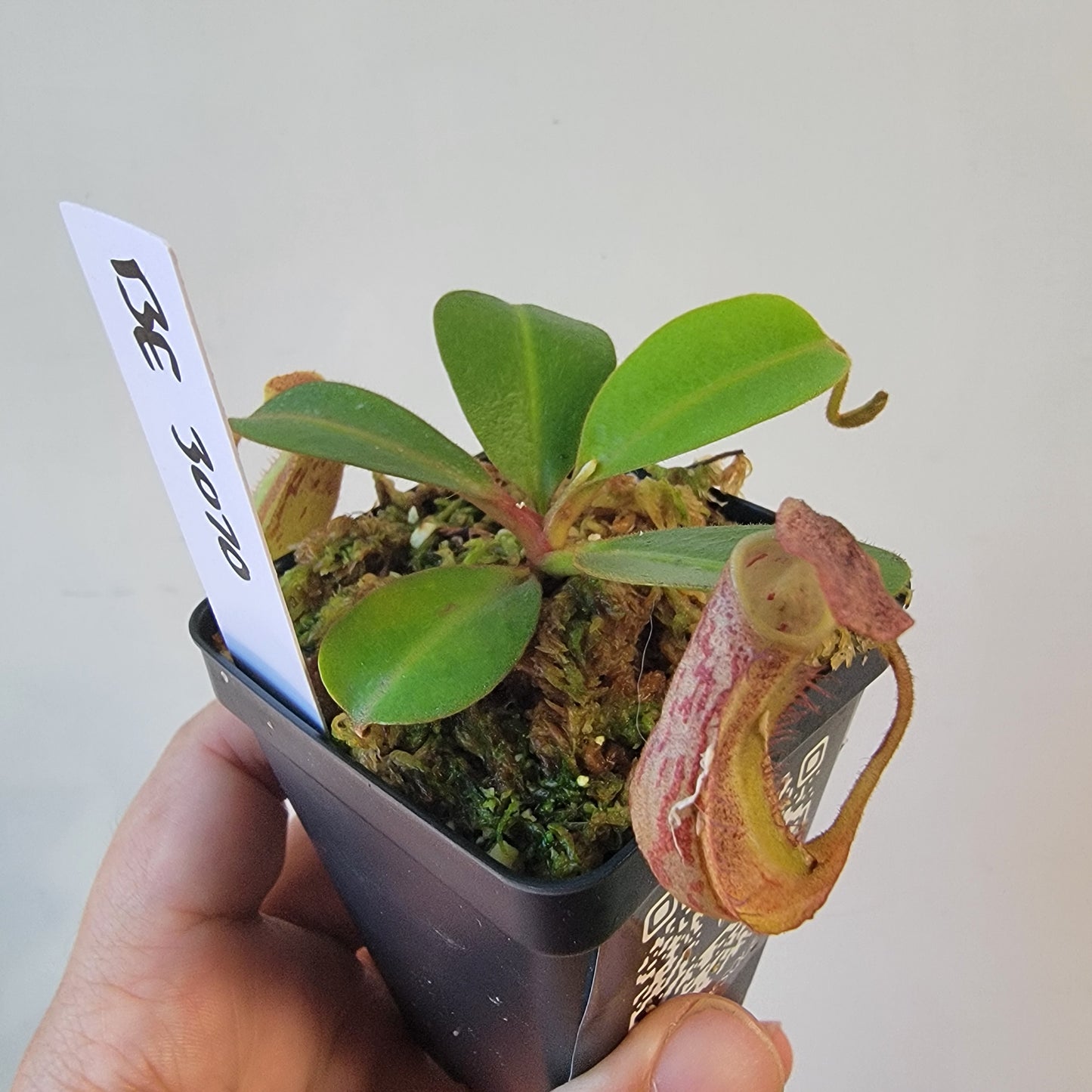 Nepenthes dactylifera BE