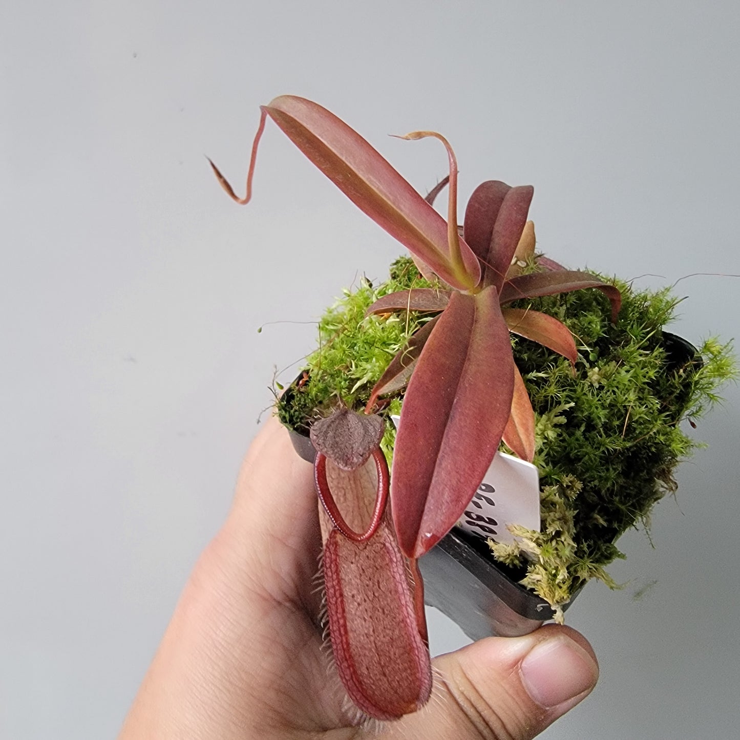 Nepenthes tentaculata BE