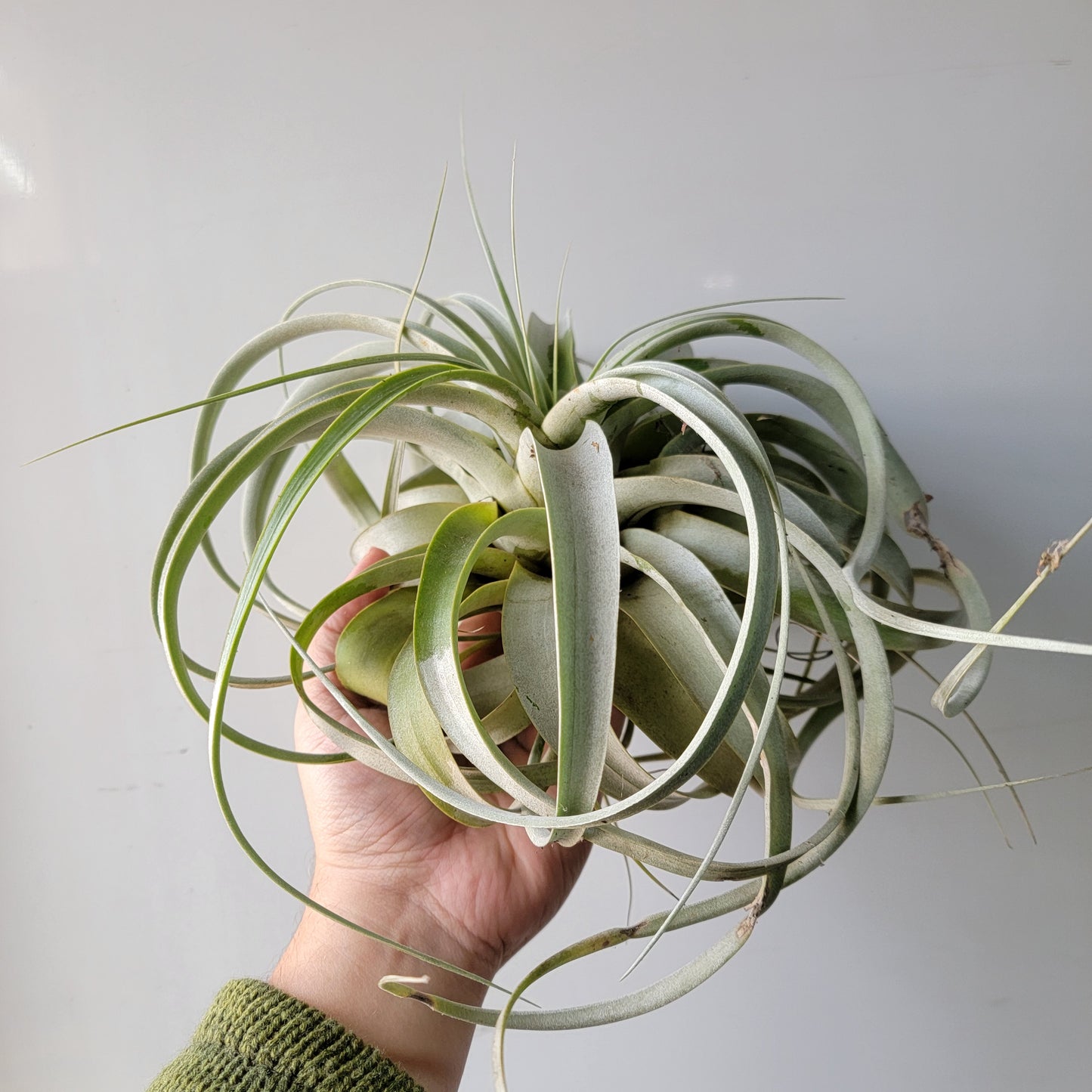 Tillandsia xerographica Large