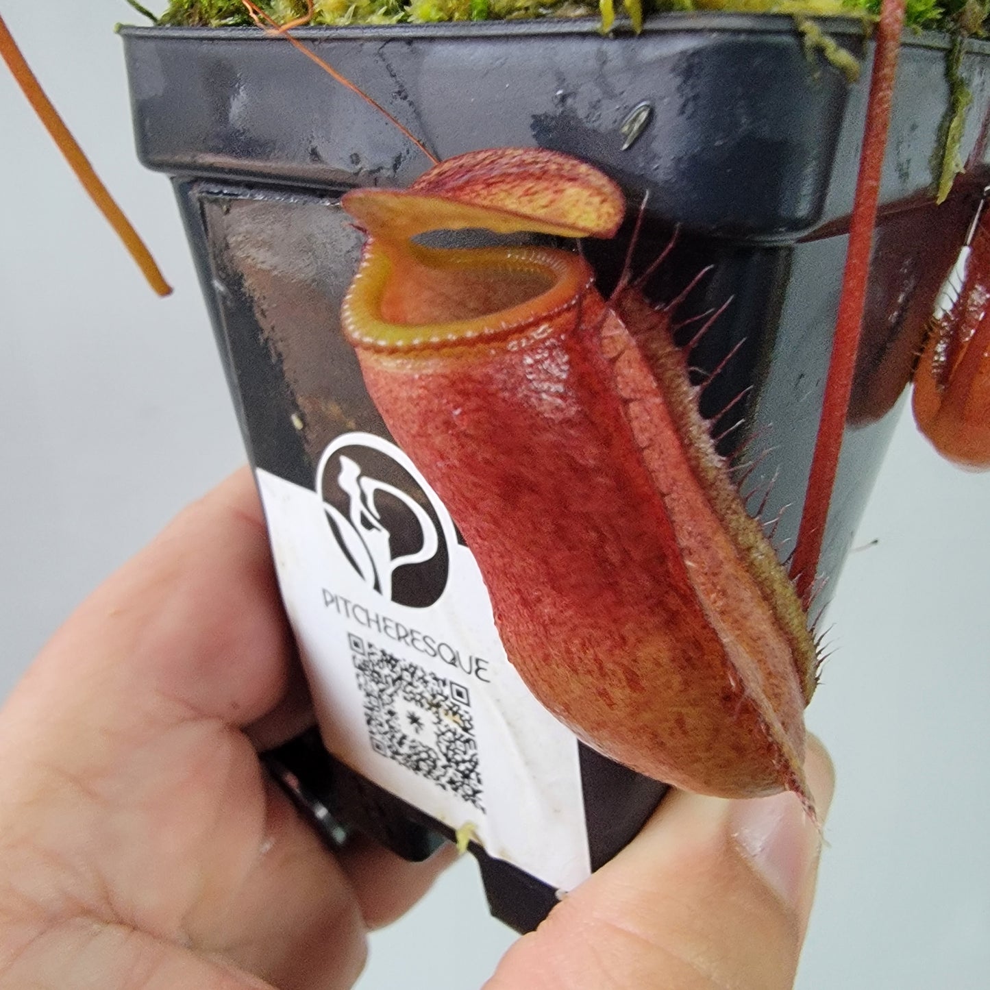 Nepenthes ventricosa x attenboroughii BE