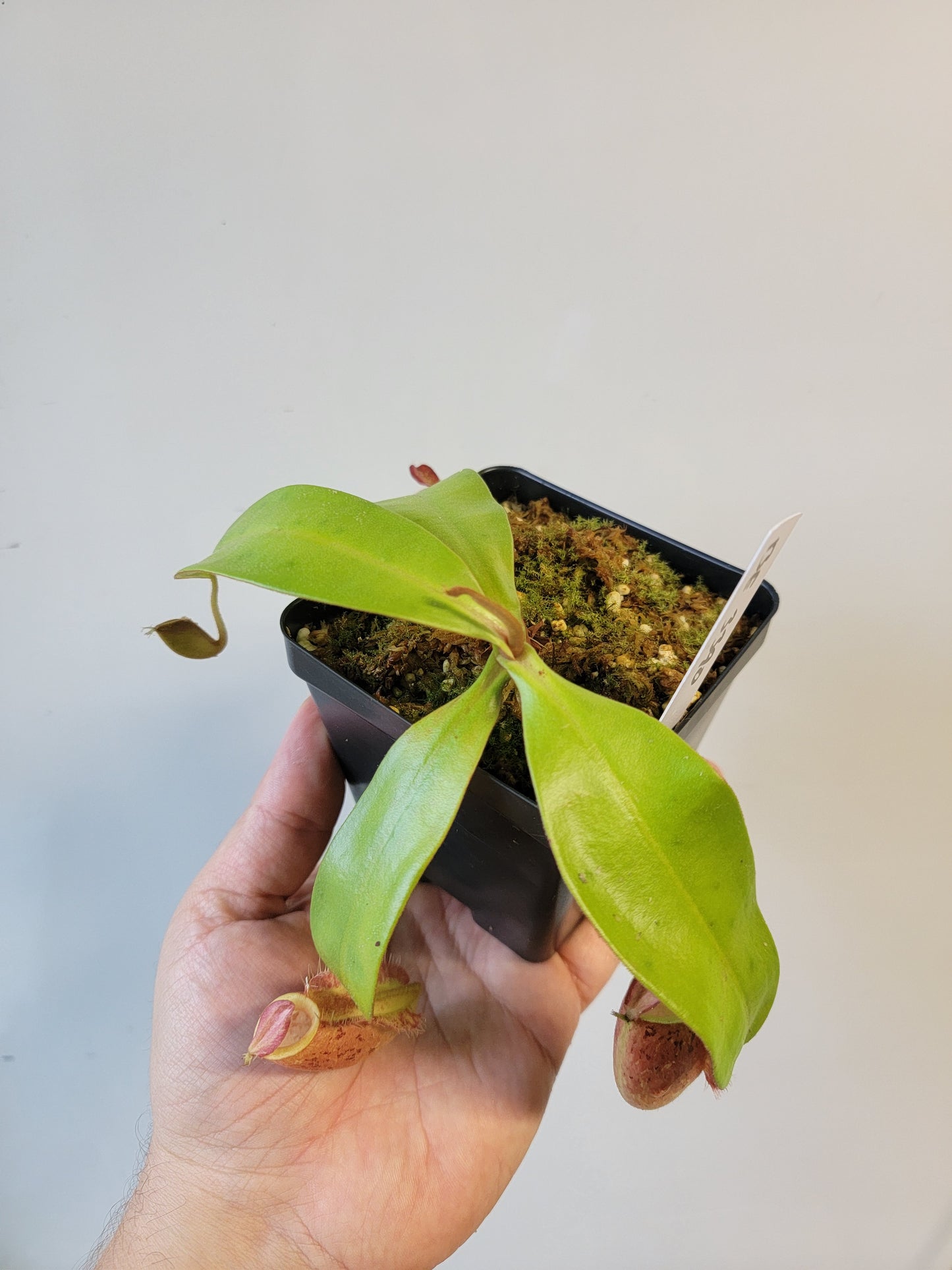 Nepenthes ampullaria 'Lime Twist' BE