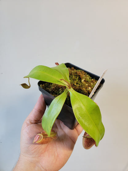 Nepenthes ampullaria 'Lime Twist' BE
