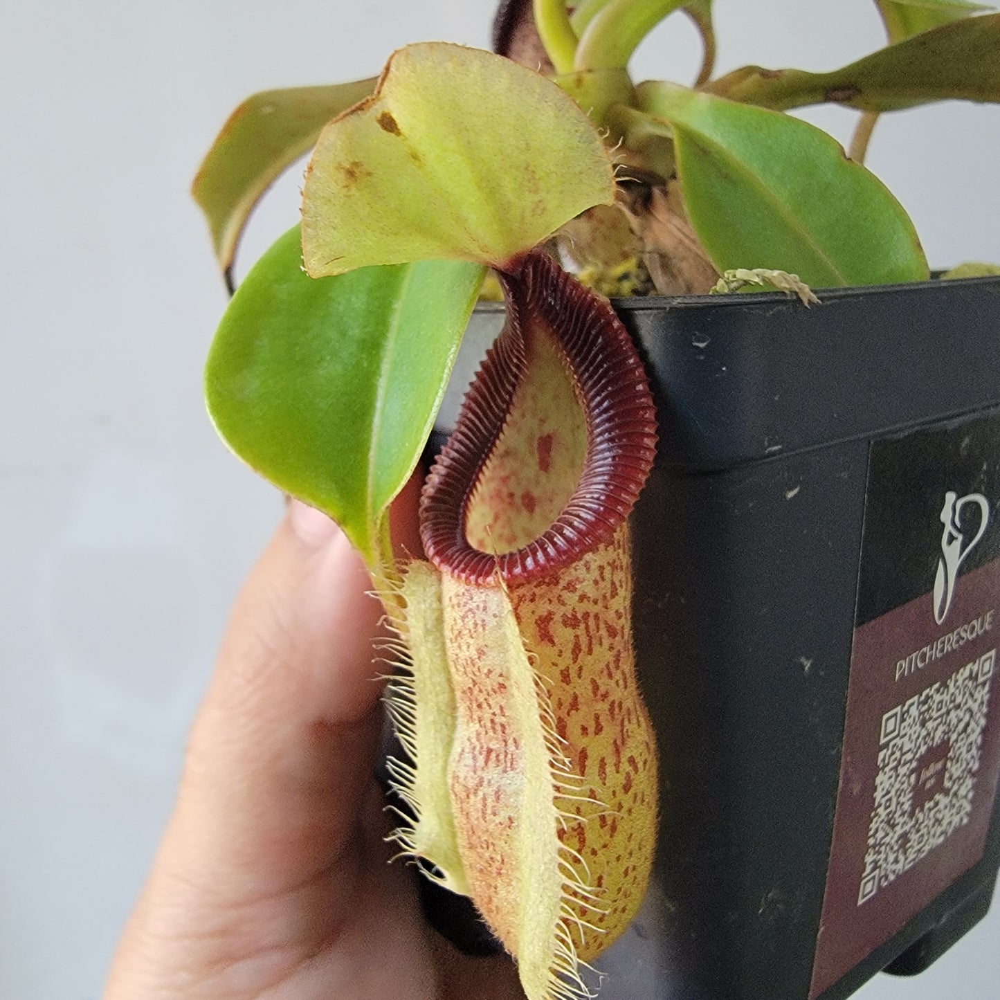Nepenthes robcantleyi x hamata BE