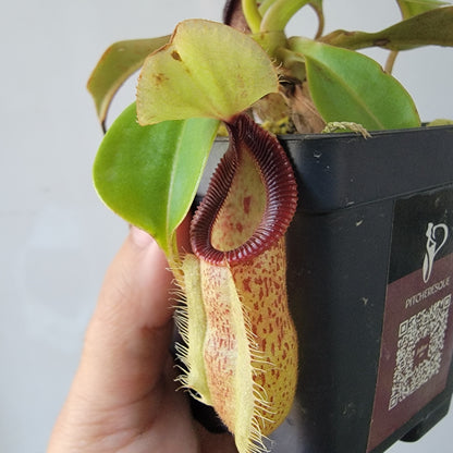 Nepenthes robcantleyi x hamata BE