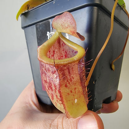 Nepenthes burkei x tenuis BE