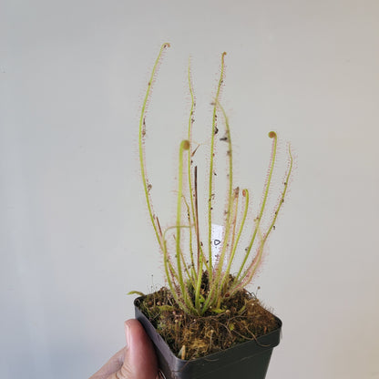 Drosera filiformis