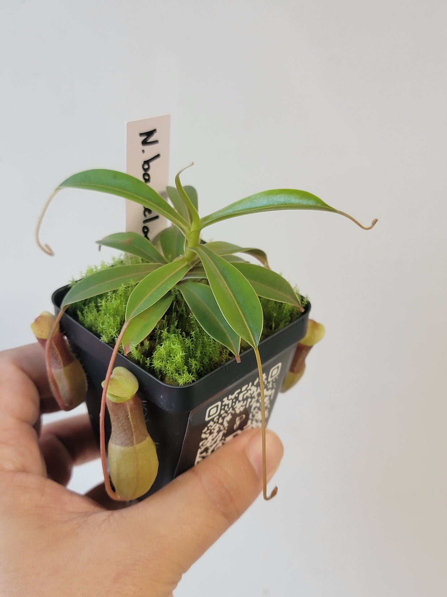 Nepenthes barcelonae BE