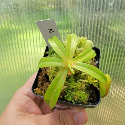 Nepenthes ventricosa BE