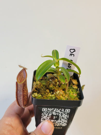 Nepenthes nigra BE