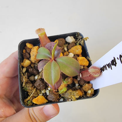 Nepenthes palawanensis BCP
