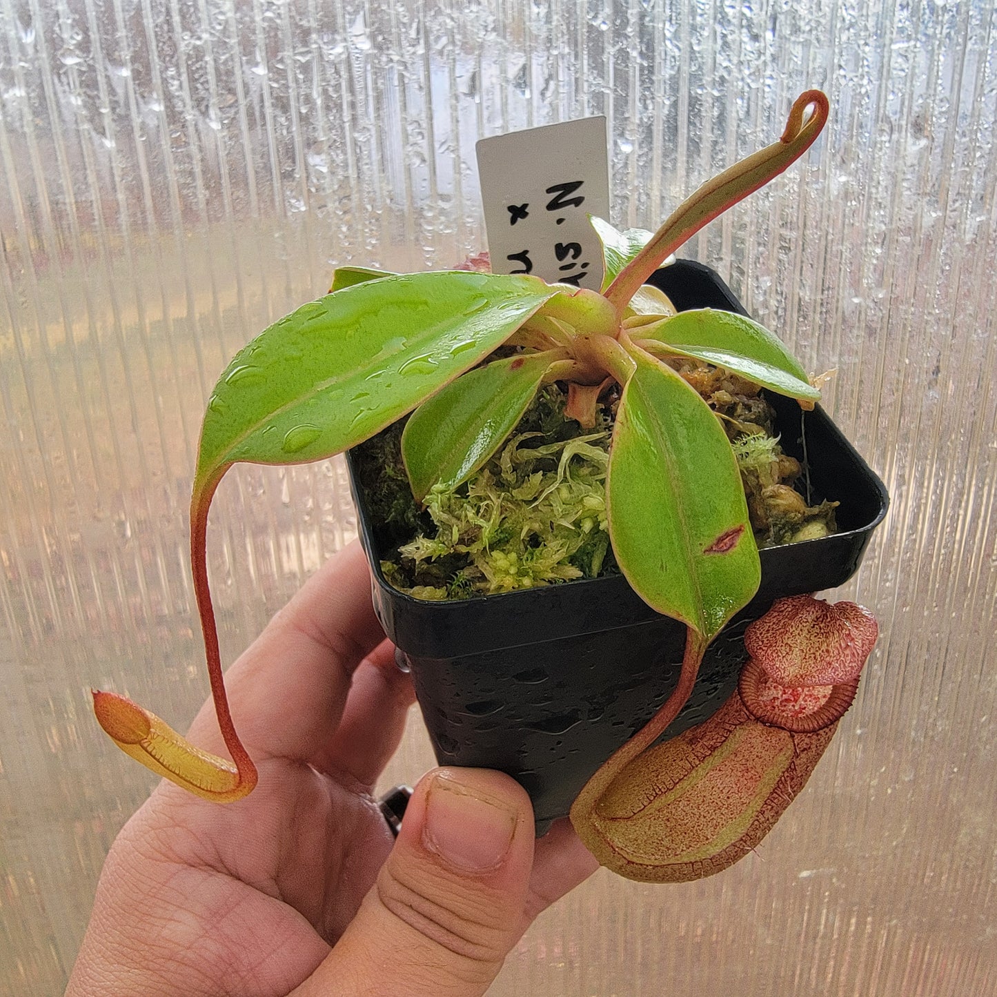 Nepenthes sibuyanensis x robcantleyi BE