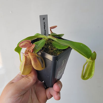 Nepenthes robcantleyi x veitchii 'Sungai Samba' BE