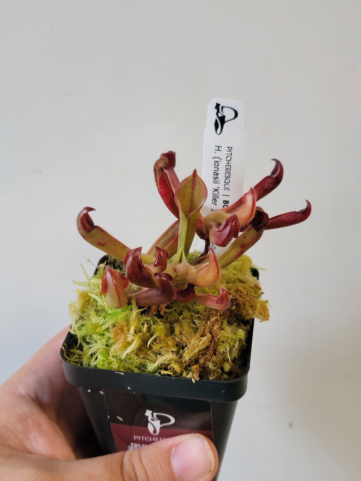 Heliamphora ionasii x pulchella BCP
