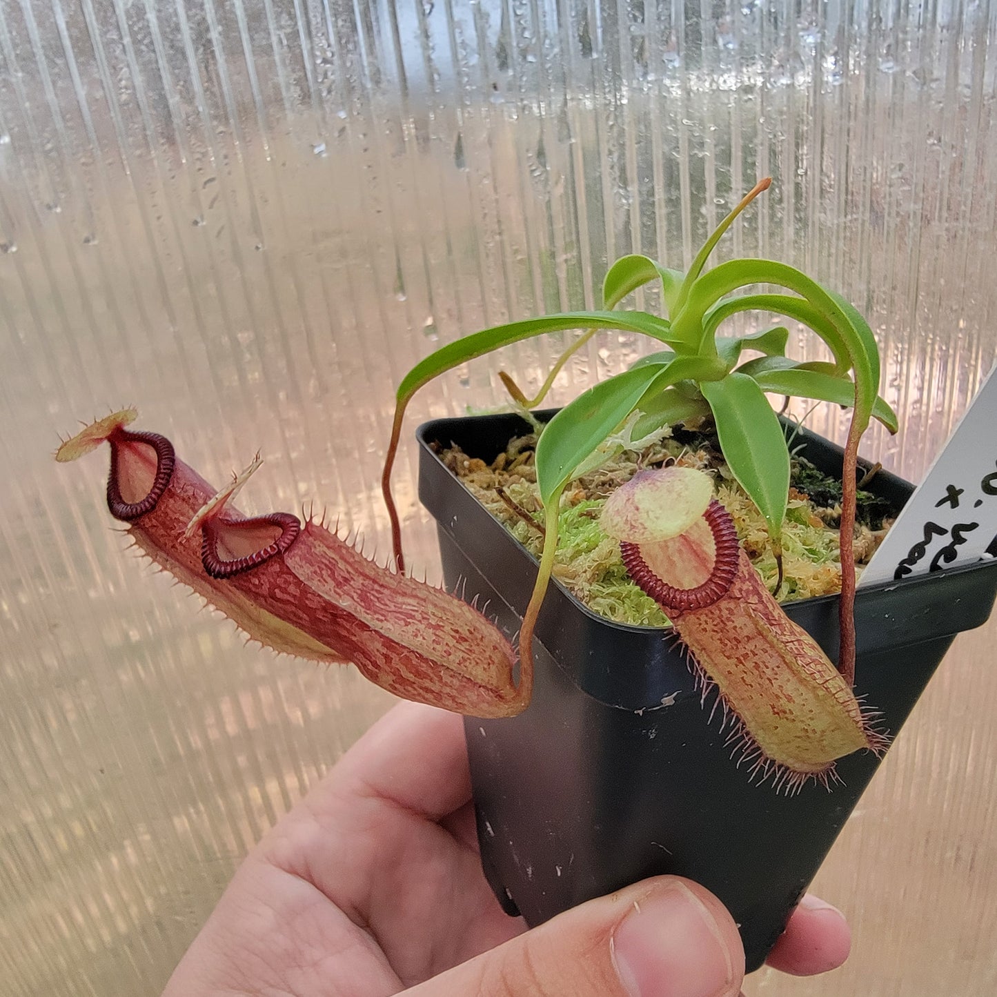 Nepenthes ventricosa x hamata BE