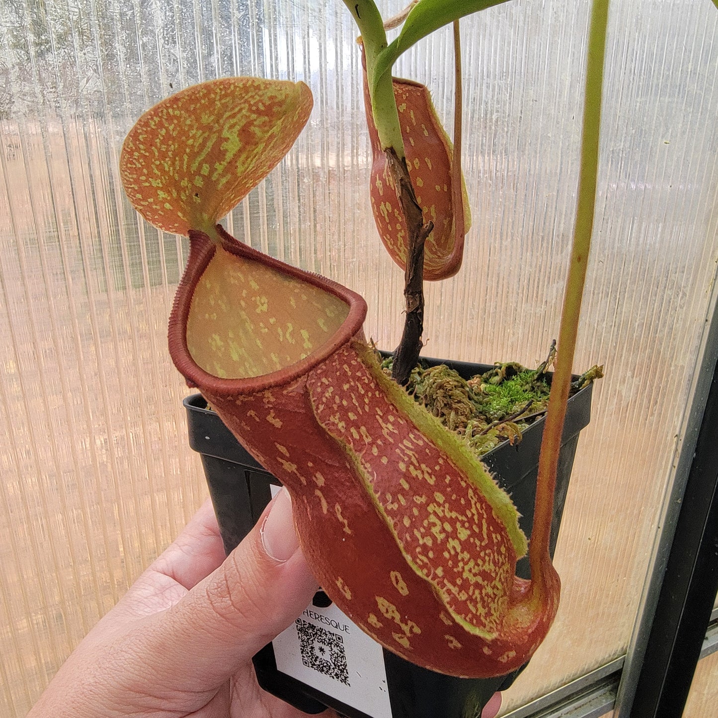 Nepenthes "St. Gaya"