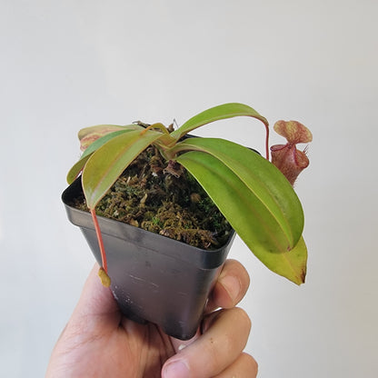 Nepenthes x Mata Hari LN