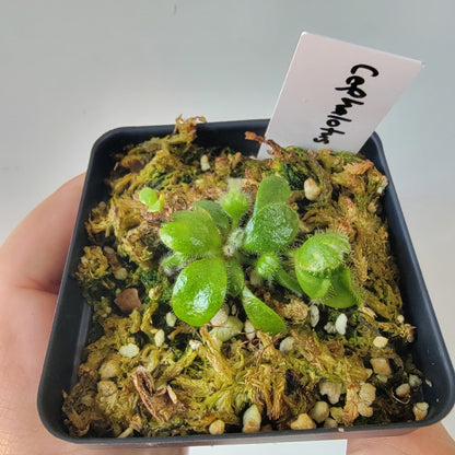 Cephalotus follicularis BE