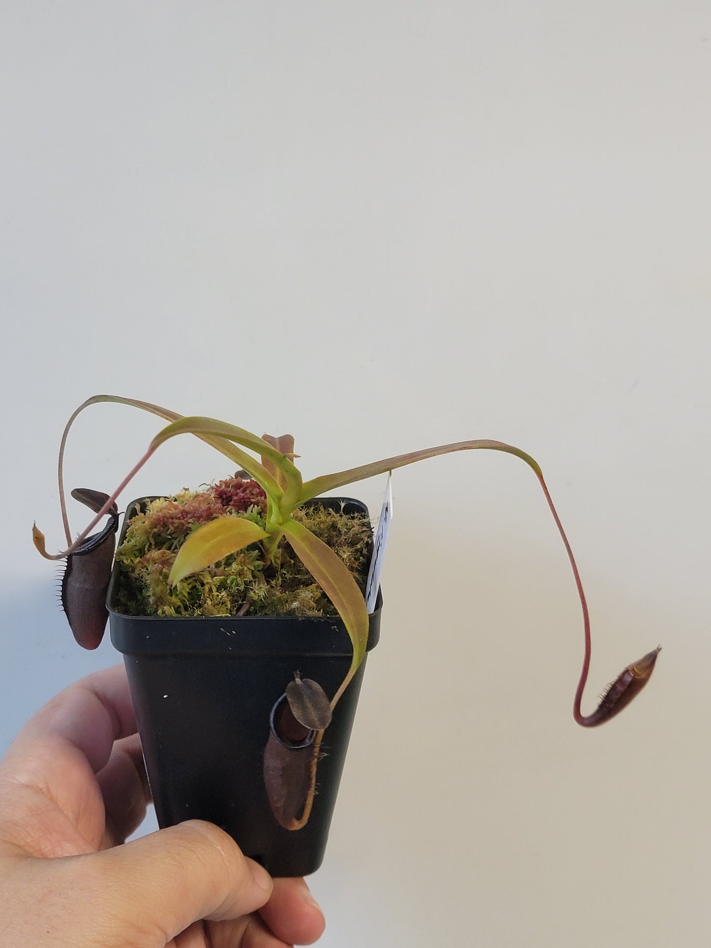 Nepenthes lingulata x jamban BE