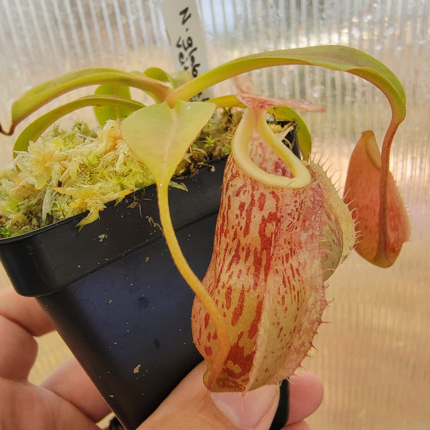 Nepenthes glabrata x veitchii BE