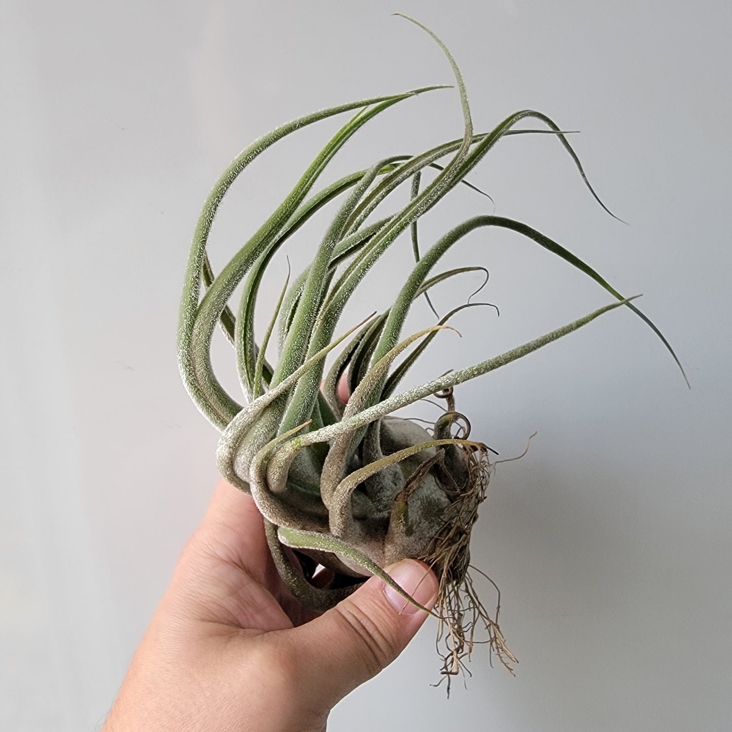 Tillandsia seleriana