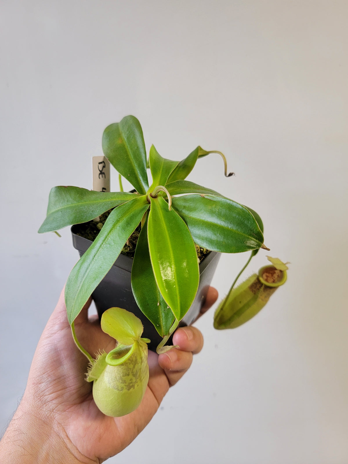 Nepenthes spathulata x ampullaria 'Green' BE