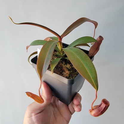 Nepenthes "Rebecca Soper"