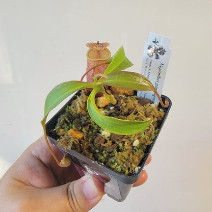 Nepenthes gantungensis BCP