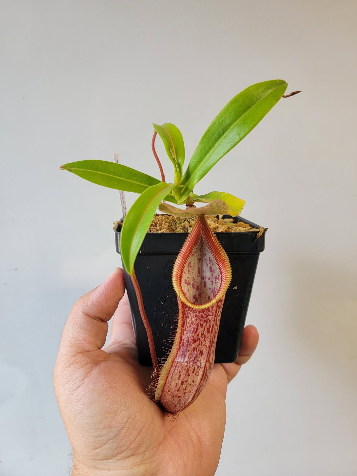 Nepenthes singalana x hamata BE