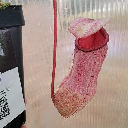 Nepenthes sibuyanensis x merriliana BE