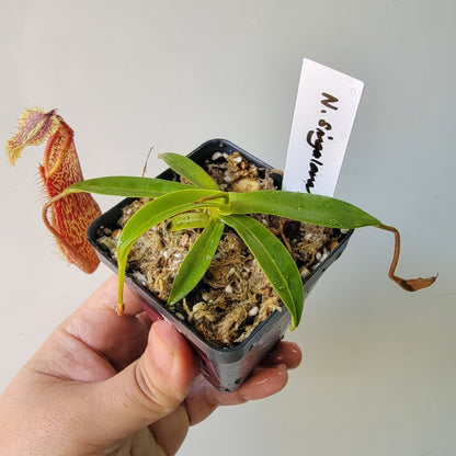 Nepenthes singalana x hamata BE