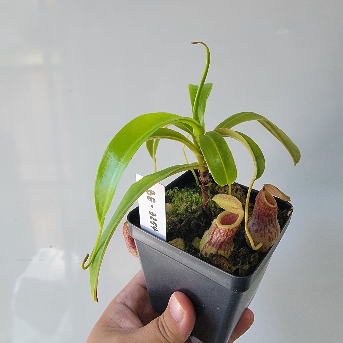 Nepenthes burkei BE *Medium*