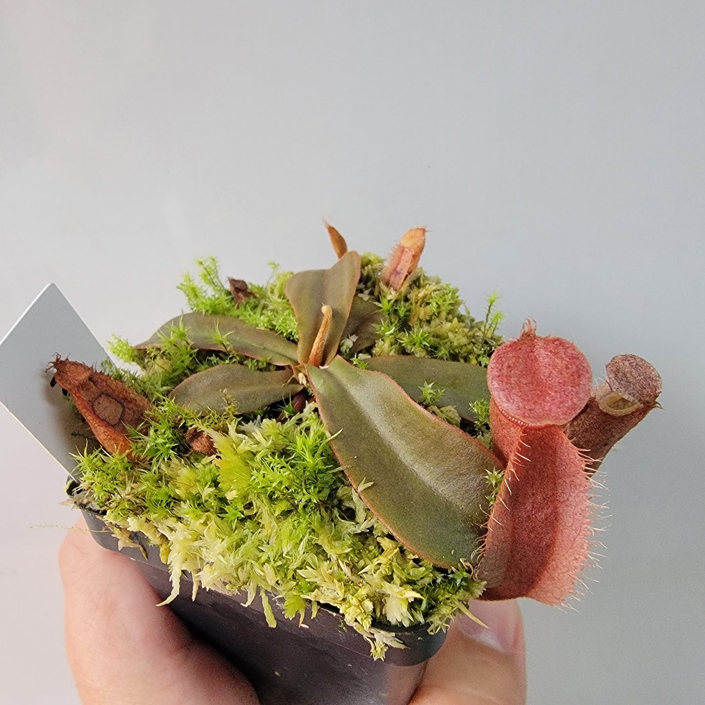 Nepenthes vieillardii BE