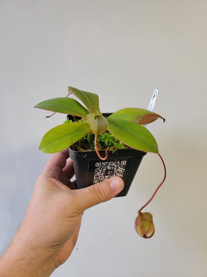 Nepenthes sibuyanensis x merriliana BE