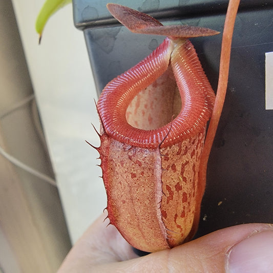 Nepenthes burkei x tenuis BE