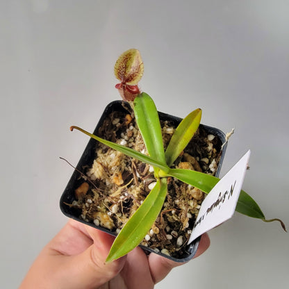 Nepenthes singalana x hamata BE