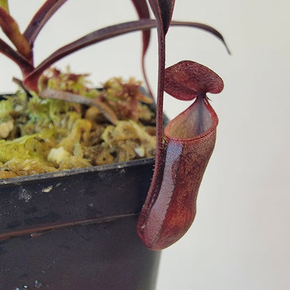 Nepenthes alba BCP