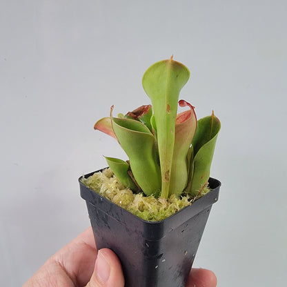 Heliamphora heterodoxa x minor