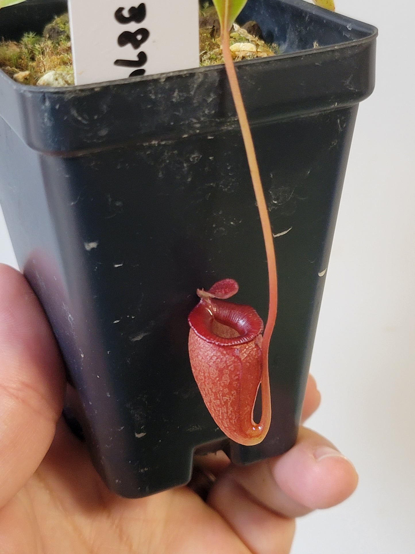 Nepenthes jacquelineae BE