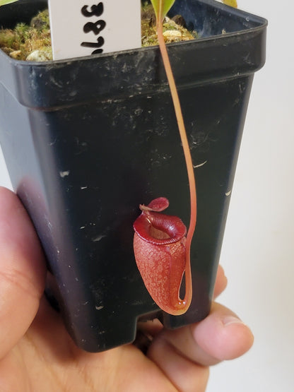Nepenthes jacquelineae BE