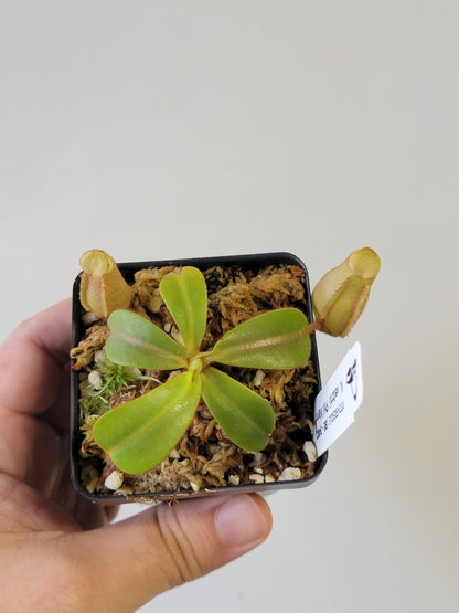 Nepenthes veitchii 'Phil Mann' BE