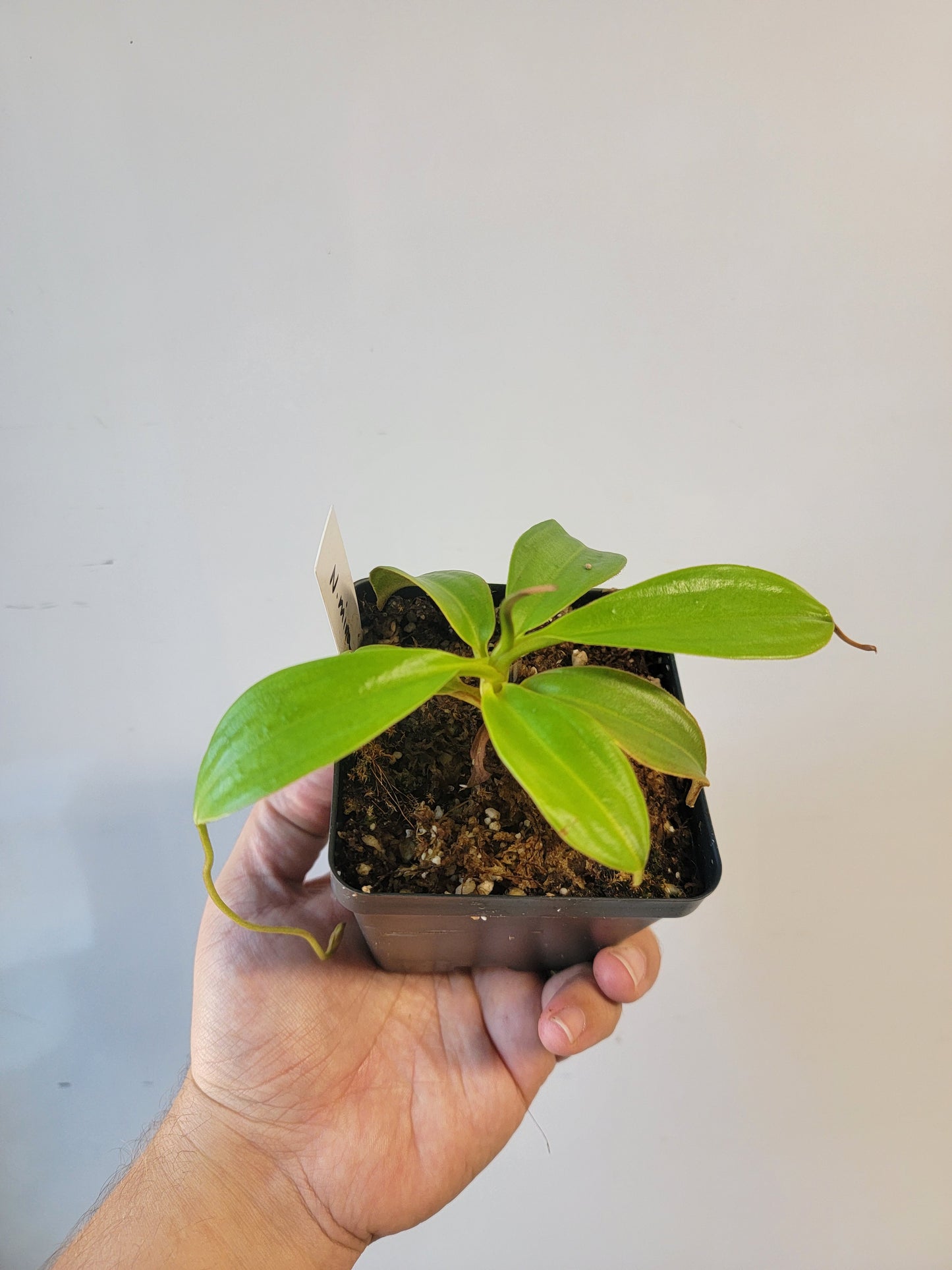 Nepenthes mira BE