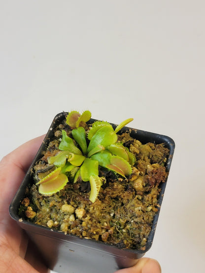 Dionaea musc. "Villarica"
