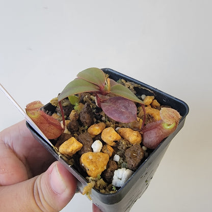 Nepenthes palawanensis BCP