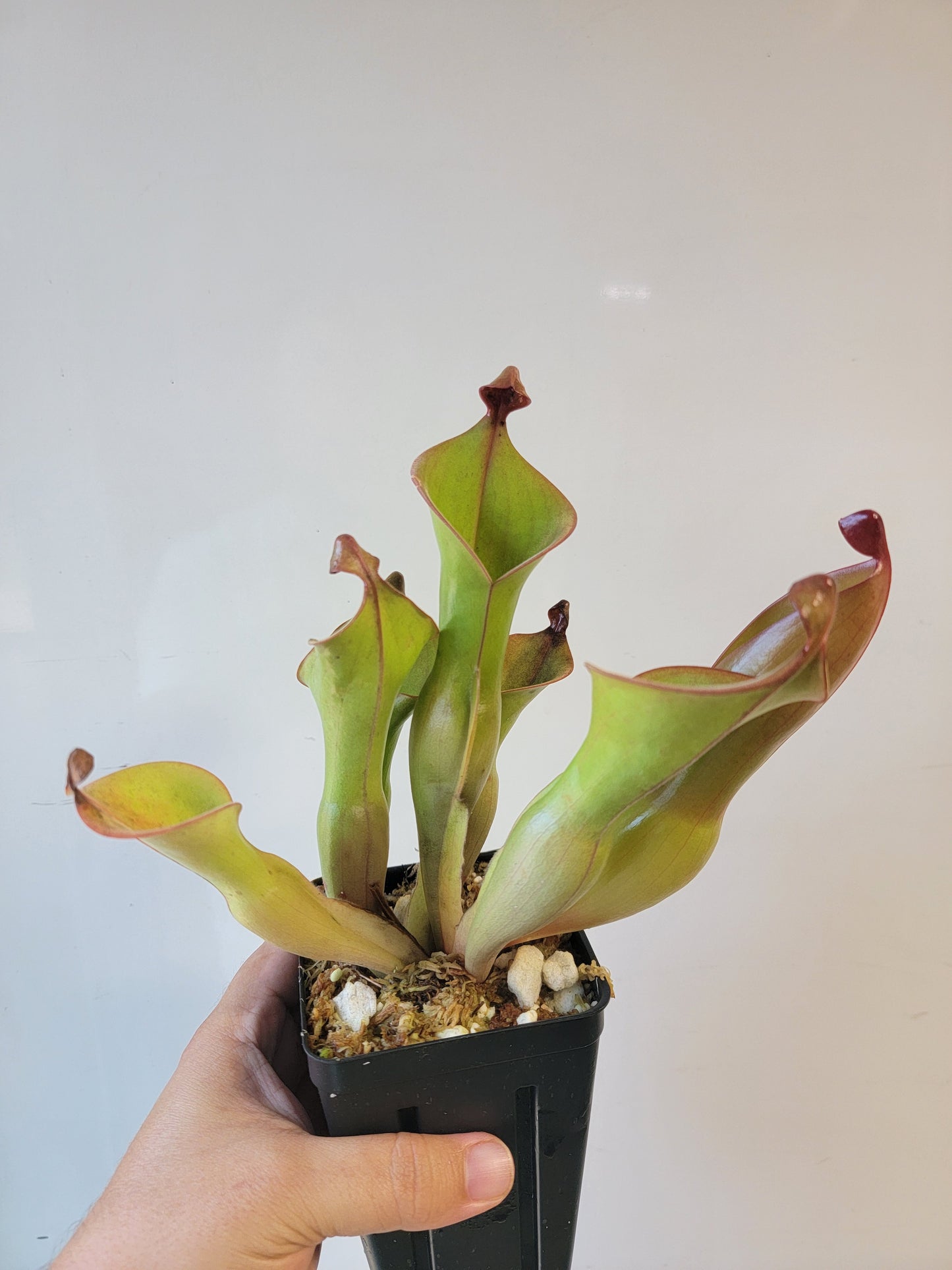 Heliamphora nutans x glabra 'Giant'